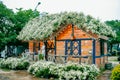 HANOI, VIETNAM - October 25, 2020: A Vietnamese flower house is a white chrysanthemum flower in the garden.